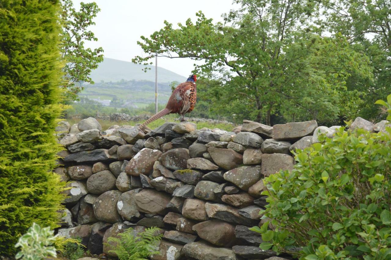 Beudy Bach And Beudy Mawr Mountainstudios Bangor  Exterior foto